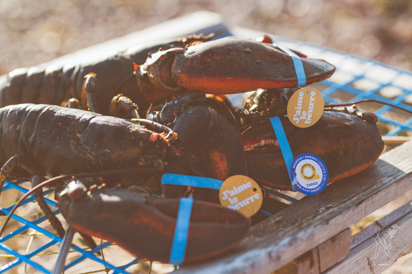 Lobster Claw Band
