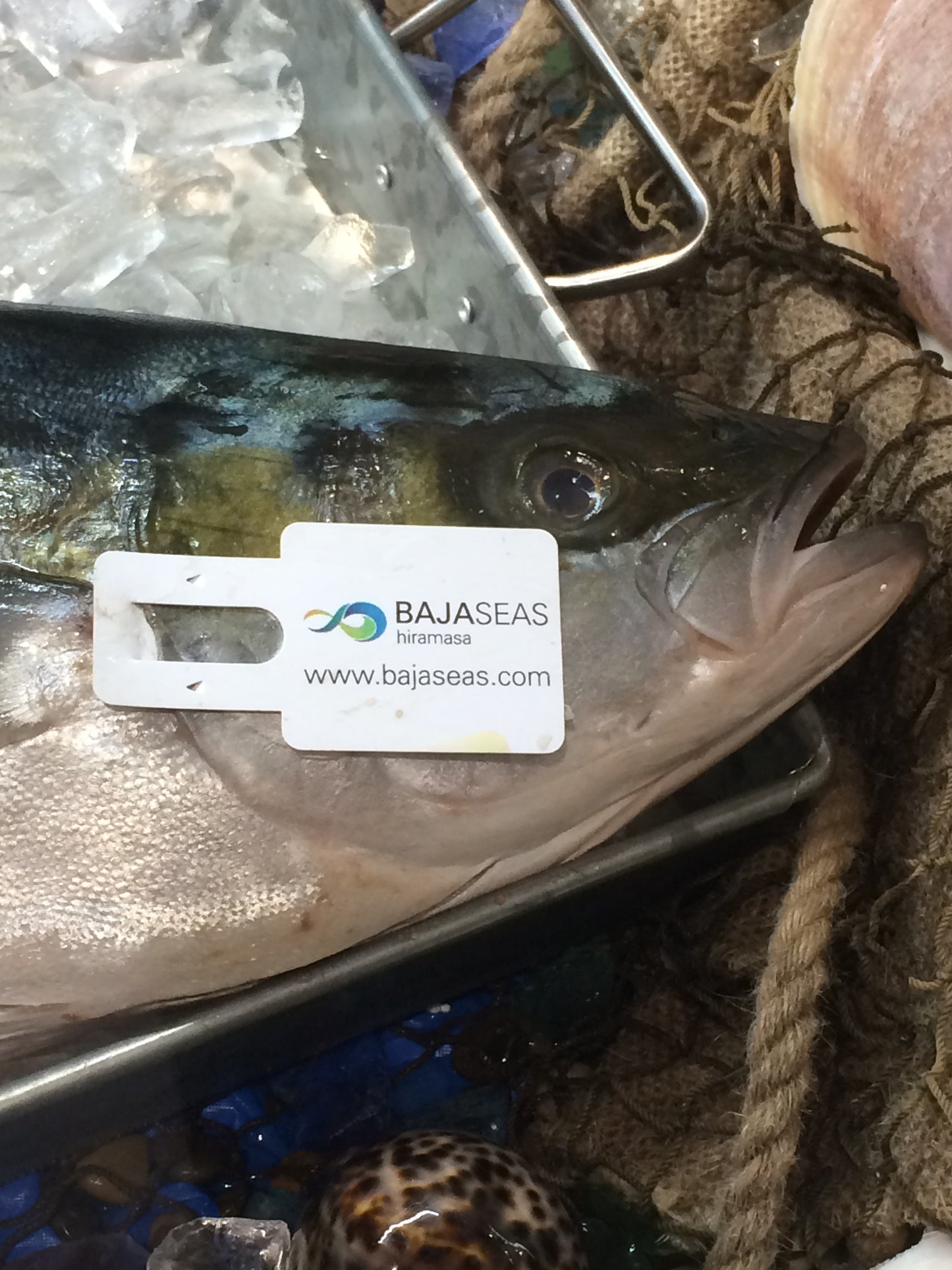 Hand Applied Gill Tag