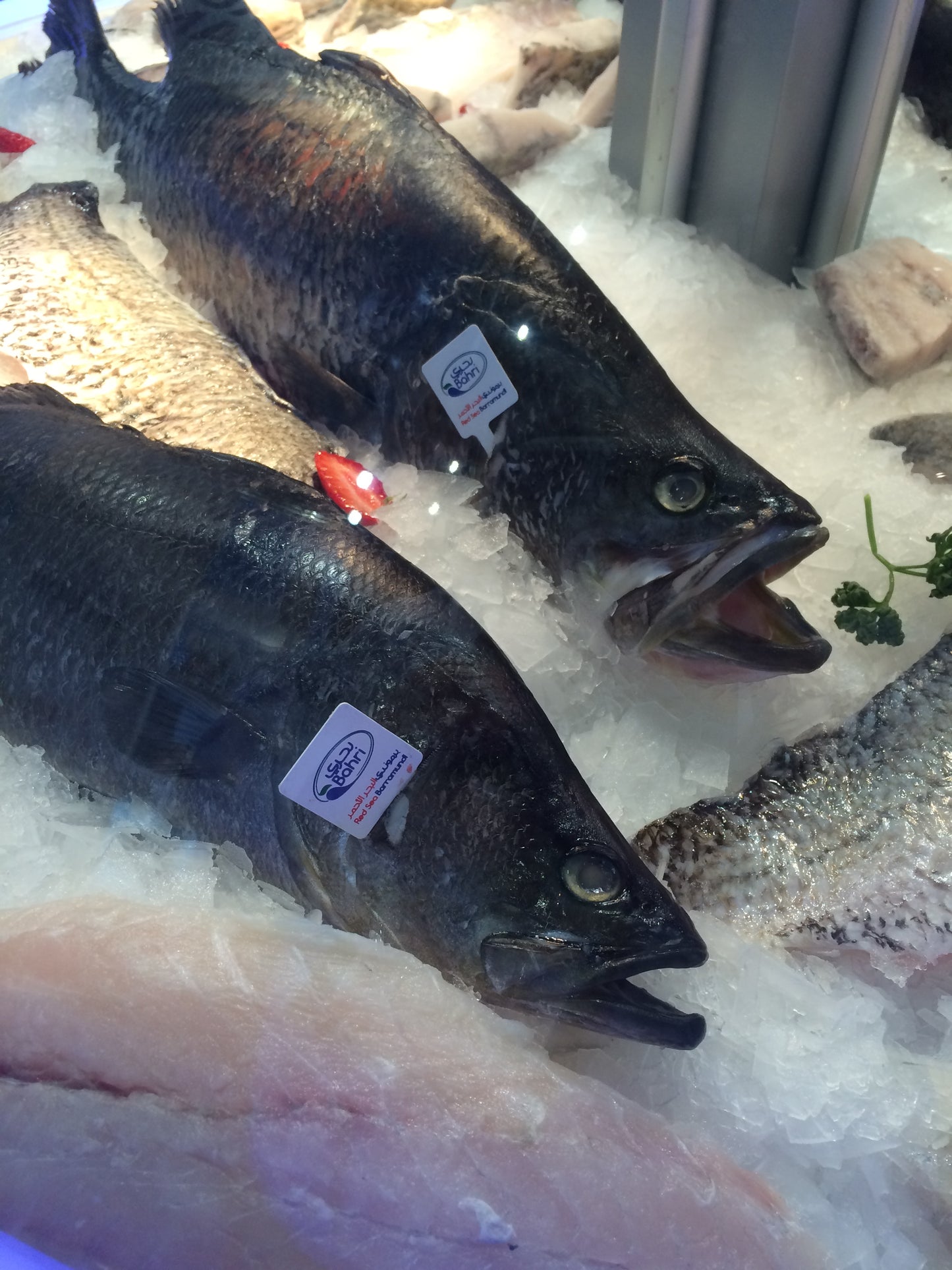 FastKetch Gill Tags