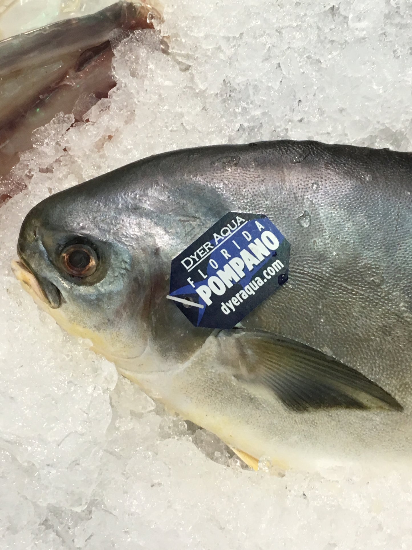 Gill Tags