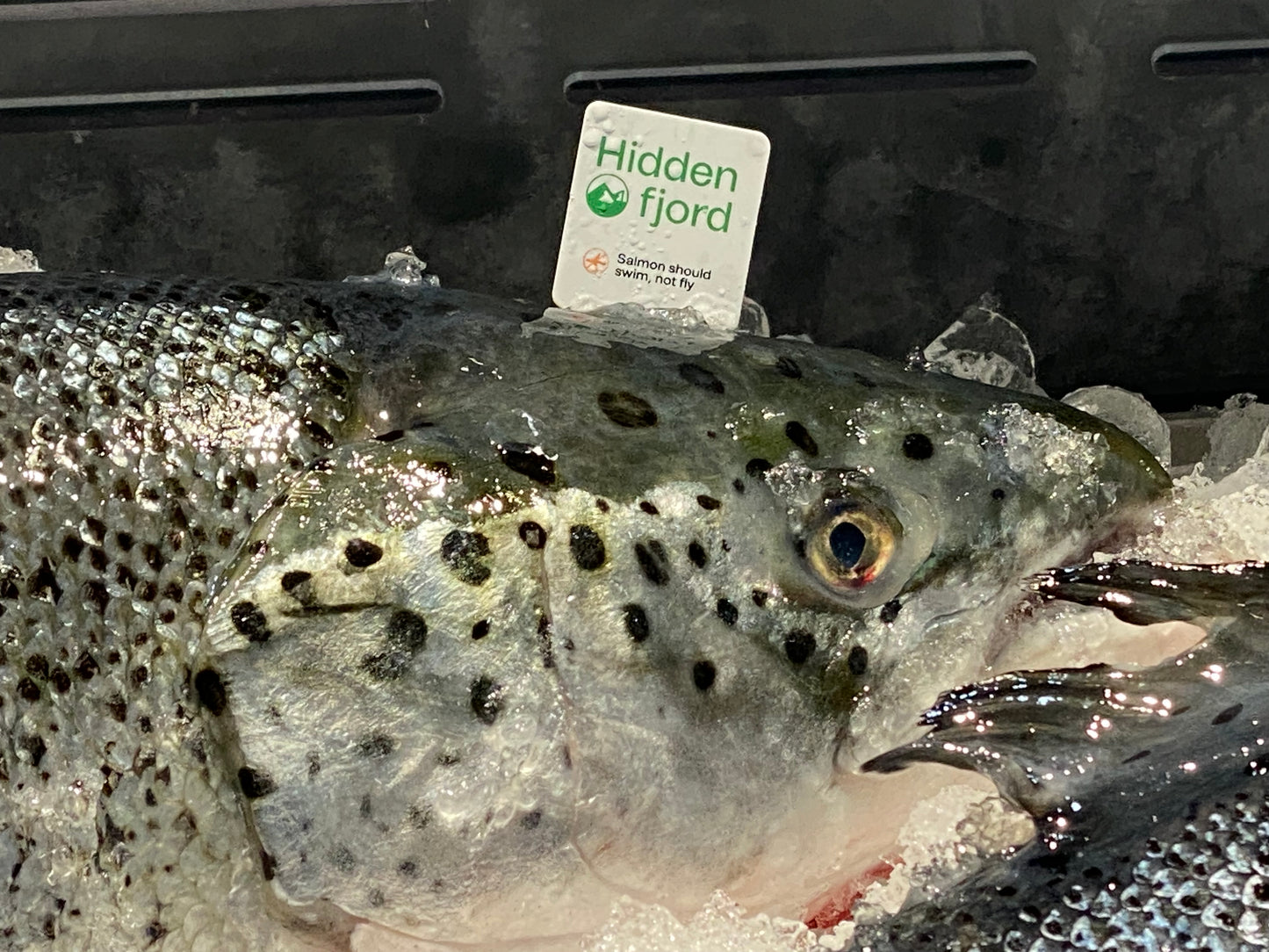 FastKetch Gill Tags