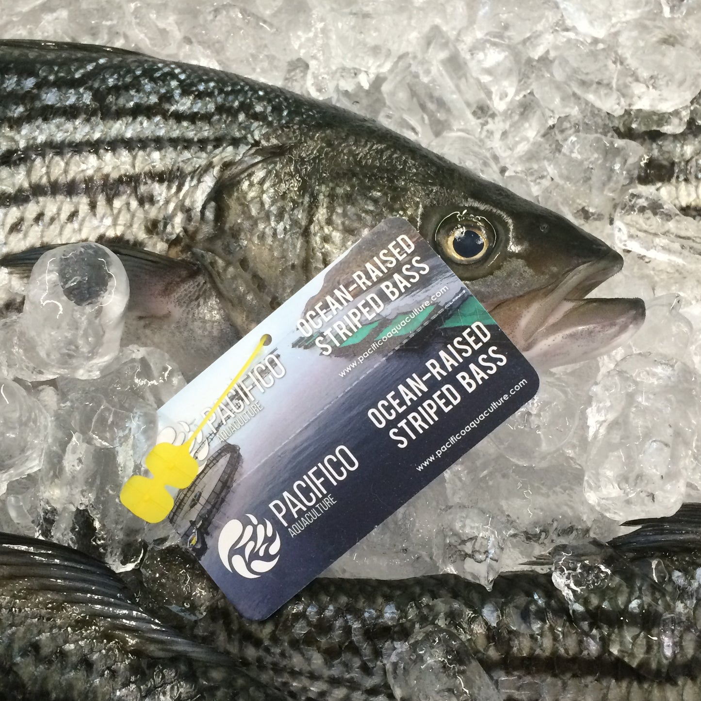 Hand applied gill tag